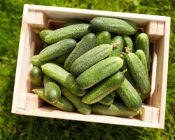 Jaką wybrać skrzynię ogrodową?